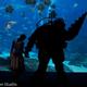 Illustration for article titled Big Daddy And Little Sister Frolic Beneath The Waves
